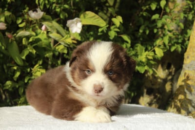 Les chiots de Berger Américain Miniature 