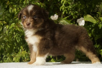 Les chiots de Berger Américain Miniature 