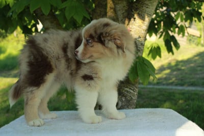 Les chiots de Berger Américain Miniature 