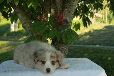 Brava - Berger Américain Miniature 