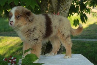 Balto - Berger Américain Miniature 