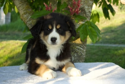 Broddy - Berger Américain Miniature 