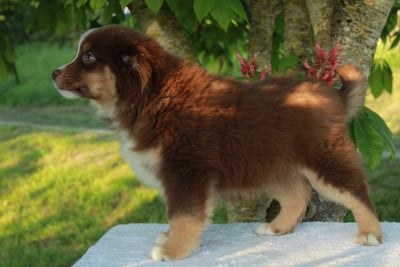 Bax - Berger Américain Miniature 