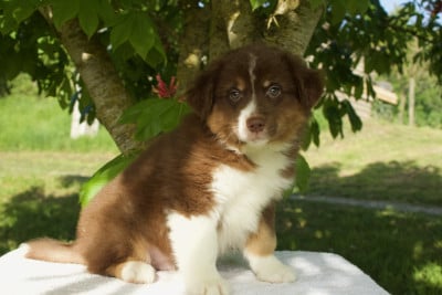 Les chiots de Berger Américain Miniature 
