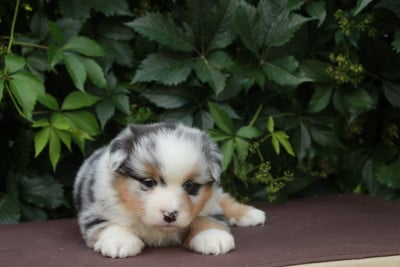 Les chiots de Berger Américain Miniature