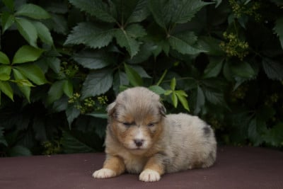 Les chiots de Berger Américain Miniature