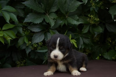 Les chiots de Berger Américain Miniature