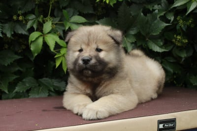 Les chiots de Eurasier