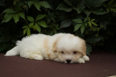 Coton de Tulear
