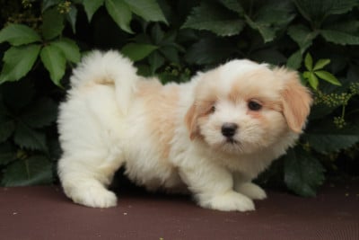Boom - Coton de Tulear