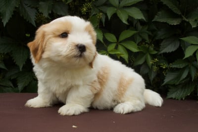 Baloo - Coton de Tulear