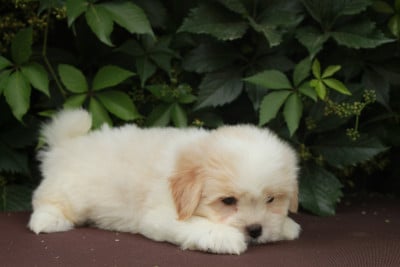 Brume - Coton de Tulear