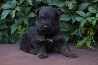 Les chiots de Berger de boheme