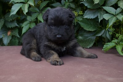 Les chiots de Berger de boheme