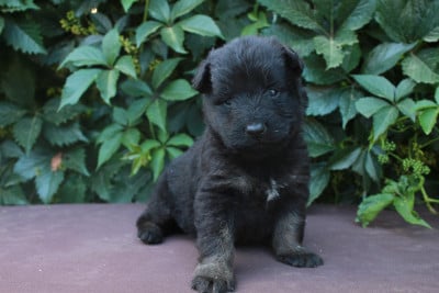 Les chiots de Berger de boheme