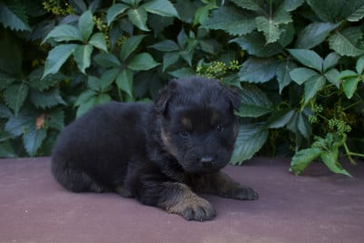 Les chiots de Berger de boheme