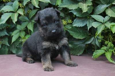 Les chiots de Berger de boheme