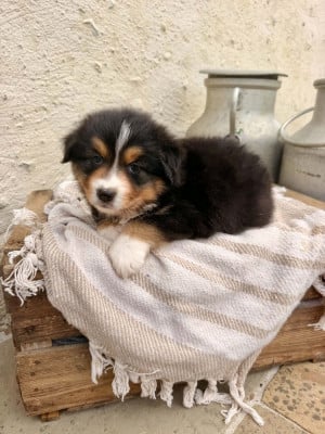 Les chiots de Berger Américain Miniature 
