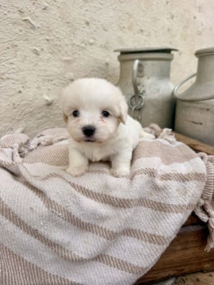 Les chiots de Coton de Tulear