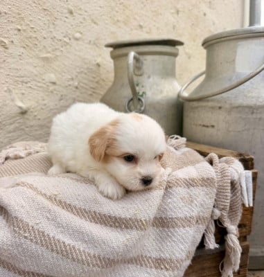 Les chiots de Coton de Tulear