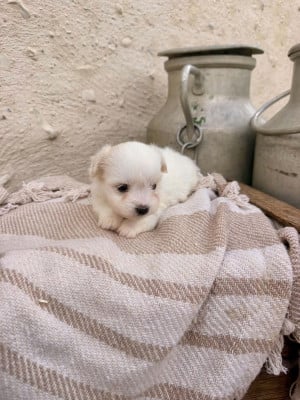 Les chiots de Coton de Tulear