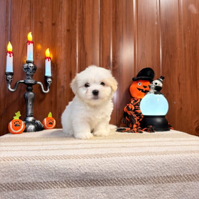BOB - Coton de Tulear