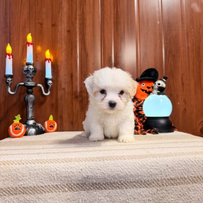 Coton de Tulear