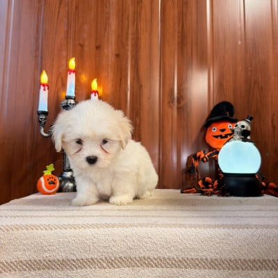 BEA - Coton de Tulear