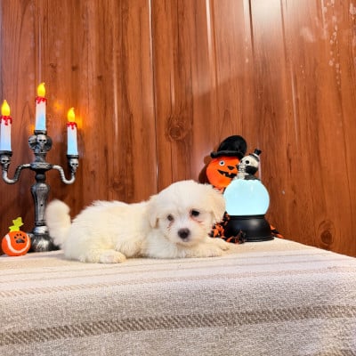 BELLE - Coton de Tulear
