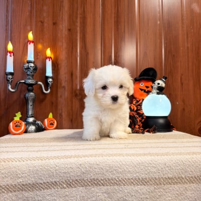 BONNIE - Coton de Tulear