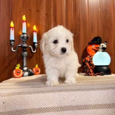 BIANCA - Coton de Tulear