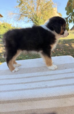 Les chiots de Berger Américain Miniature 