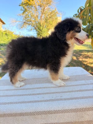 Les chiots de Berger Américain Miniature 