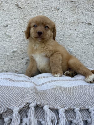 Les chiots de Retriever de la Nouvelle-Ecosse