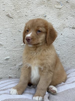 Les chiots de Retriever de la Nouvelle-Ecosse