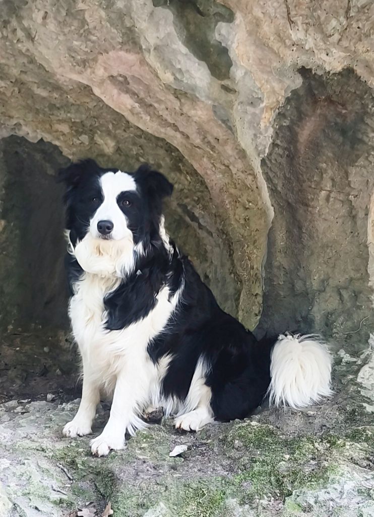 Tootsie Du Mas Ensoleillé