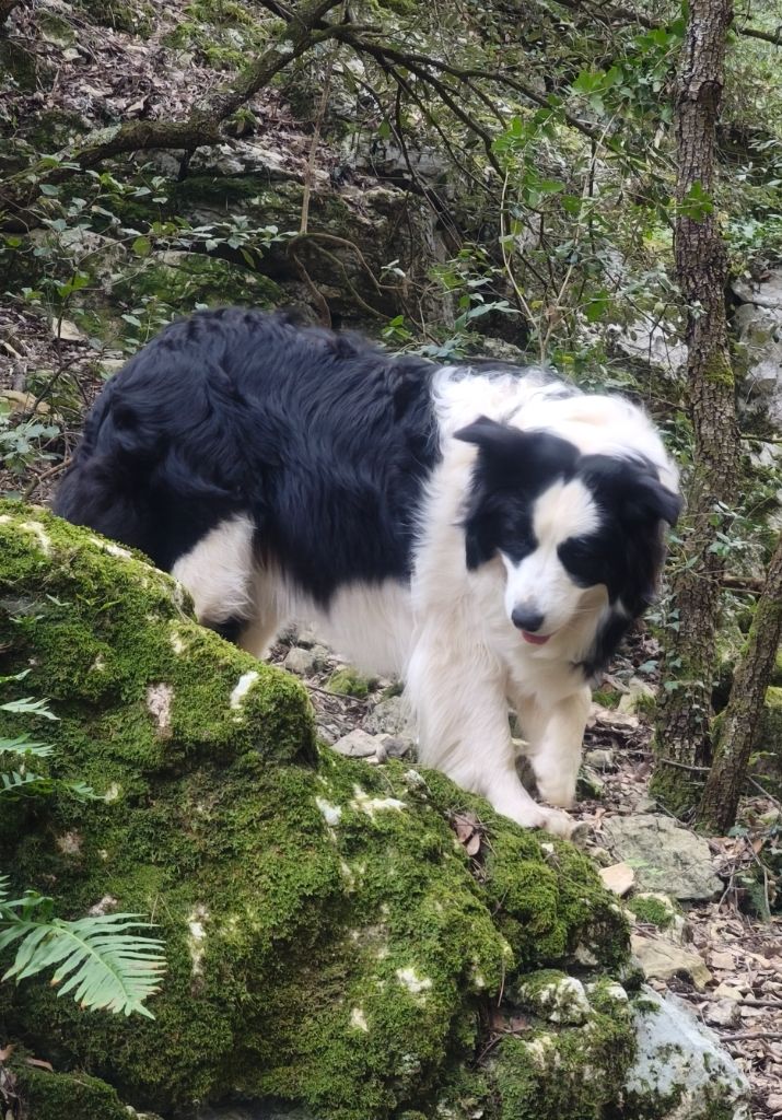 Tootsie Du Mas Ensoleillé