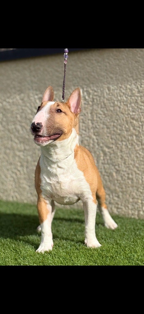 CH. Veyron Du Domaine Des Démons Bretons