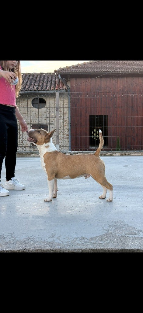 CH. Veyron Du Domaine Des Démons Bretons