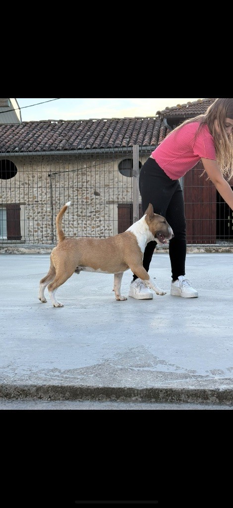 CH. Veyron Du Domaine Des Démons Bretons