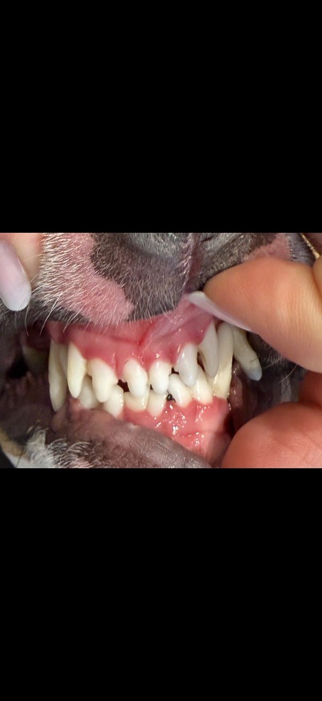 CH. Veyron Du Domaine Des Démons Bretons