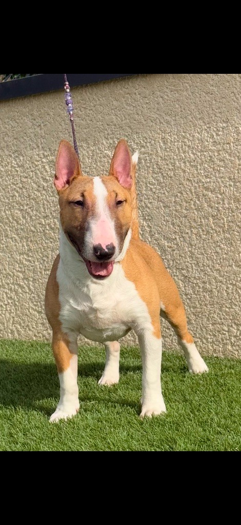 CH. Veyron Du Domaine Des Démons Bretons