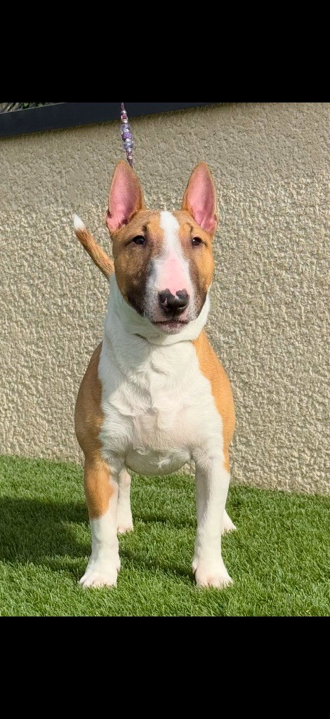 CH. Veyron Du Domaine Des Démons Bretons