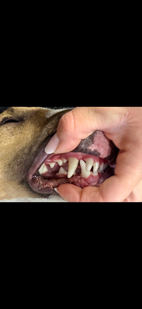 CH. Veyron Du Domaine Des Démons Bretons