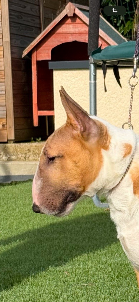 CH. Veyron Du Domaine Des Démons Bretons