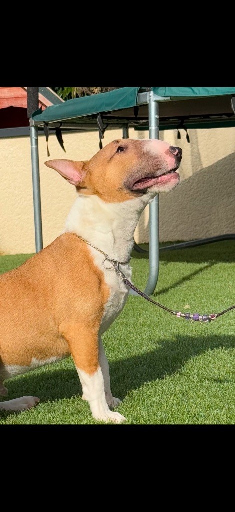 CH. Veyron Du Domaine Des Démons Bretons