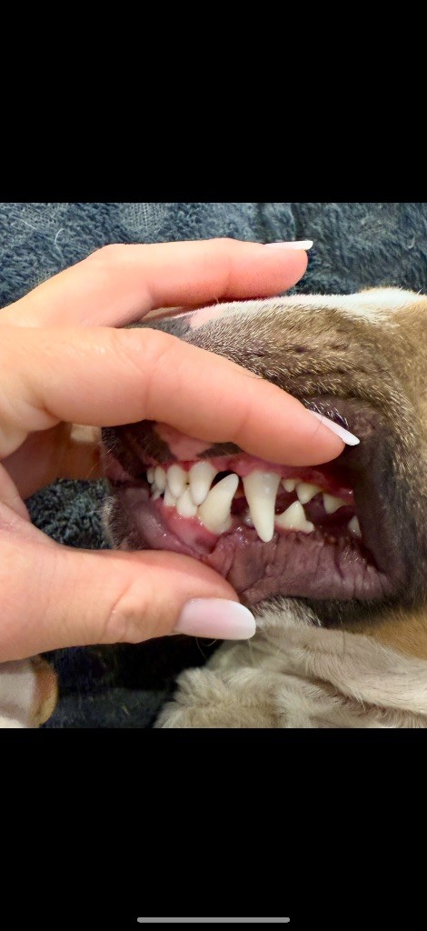 CH. Veyron Du Domaine Des Démons Bretons