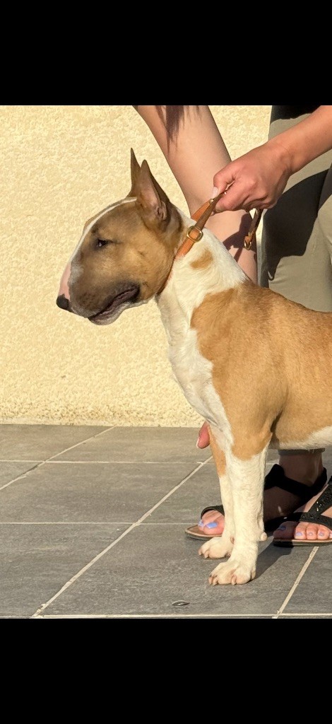 CH. Veyron Du Domaine Des Démons Bretons