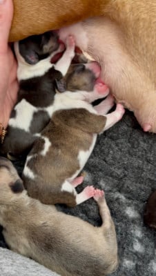 Les chiots de Bull Terrier Miniature
