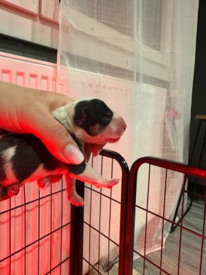 Les chiots de Bull Terrier Miniature